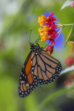 Monarque / Monarch (Danaus plexippus)