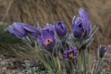 Anmone pulsatille / Pasque Flower (Pulsatilla vulgaris)