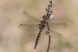 pithque canine / Beaverpond Baskettail female (Epitheca canis)