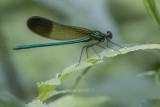 Caloptryx  taches apicales / River Jewelwing (Calopteryx aequabilis)