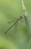 Leste dryade / Emerald Spreadwing (Lestes dryas)