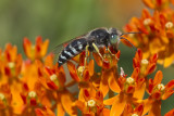 Gupe fouisseuse, gupe de sable / Common Sand Wasp (Bembix americana)