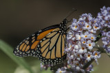 Monarque / Monarch (Danaus plexippus)