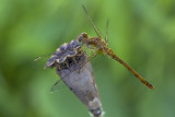 Symptrum tardif / Yellow-legged Meadowhawk female (Sympetrum vicinum)