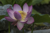 Lotus d'Orient / Lotus Flower (Nelumbo nucifera)