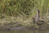 Hron vert / Green Heron (Butorides virescens)