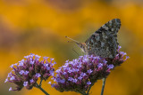 Belle dame / Painted Lady (Vanessa cardui)