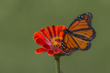 Monarque / Monarch (Danaus plexippus)