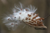 Asclpiade commune / Common Milkweed (Asclepias syriaca)