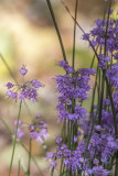 Ail / Allium (Allium thunbergii Ozama)