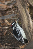 Pic chevelu / Hairy Woodpecker male (Picoides villosus)