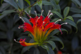 Plante rouge  lvres / Lipstick Plant (Aeschynanthus speciosus)
