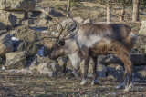 Caribou des bois / Woodland Caribou (Rangifier tarandus caribou)