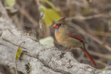 Cardinal rouge / Northern Cardinal (Cardinalis cardinalis)