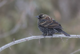 Carouge  paulettes / Red-winged Blackbird (Agelaius phoeniceus)