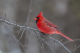 Cardinal rouge / Northern Cardinal (Cardinalis cardinalis)