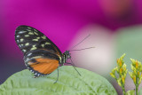 Hliconius hcale / Tiger Longwing (Heliconius hecale)