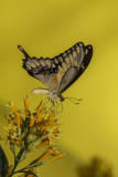 Porte-queue thoas / Thoas Swallowtail (Papilio thoas)