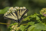 Papillon tigr du Canada / Canadian Tiger Swallowtail (Papilio canadensis)