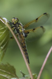 Libellule quadrimacule / Four-spotted Skimmer (Libellula quadrimaculata)