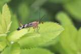 Panorpe commune ou mouche scorpion / Scorpionfly (Panorpa communis)