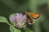 Hesprie des gramines / European Skipper (Thymelicus lineola)