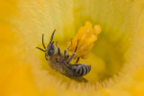 Abeille domestique / Honey Bee (Apis mellifera)