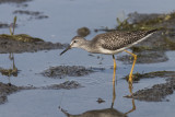 Petit Chevalier / Lesser Yellowlegs (Tringa flavipes)