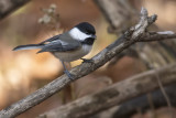 Msange  tte noire / Black-capped Chickadee (Poecile atricapillus)