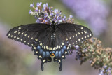 Papillon du cleri / Black Swallowtail female (Papilio polyxenes)