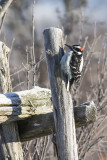 Pic chevelu / Hairy Woodpecker (Picoides villosus)