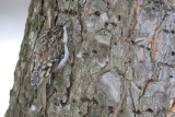 Grimpereau brun / Brown Creeper (Certhia americana)