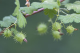 Groseillier des chiens / Eastern Prickly Gooseberry (Ribes cynosbati)