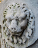 A Lion with a Worried Expression<br />6192