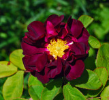 A Gallica Rose<br />6731