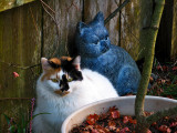 Stella and the Blue Cat<br />5486