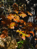 Brilliant Gambel Oak Leaves<br />0374