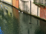 Canal Reflections with Swimmers<br />6343