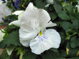 Snow white Flower<br />6777