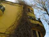 Wisteria Vine at Aventino Guest House <br />8232