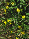 Pretty yellow wildflowers<br />7746