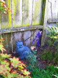 A Garden Cat<br />8608