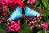 Blue Morpho