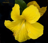 Yellow Hibiscus 2013