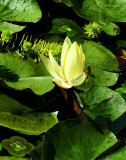 Green Water Lily 2013