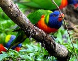 Lorikeet