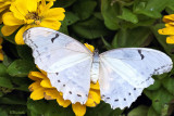 White Morpho