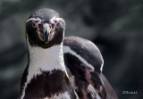Humboldt Penguins