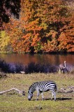 Zebra in Autumn 2013