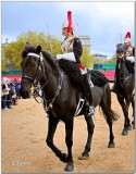 Royal Horse Guard 2013